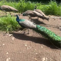 Pea fowl eggs