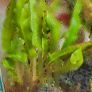 Carnivorous plant terrarium Image 7