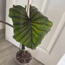 colocasia pharaoh's mask Image 3