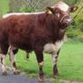 Pedigree Irish Moiled heifer Image 7
