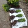 Box Hedging Image 2