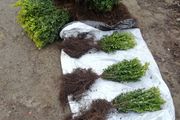 Box Hedging