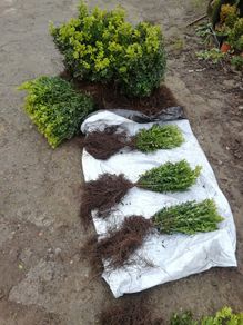 Box Hedging
