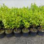 3ft Plants for Hedging Image 2