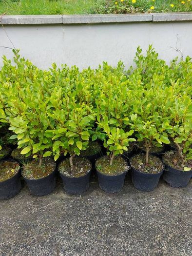3ft Plants for Hedging