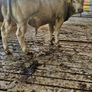 Weanling Image 2