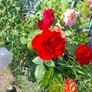 Roses for sale Image 4