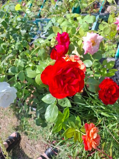 Roses for sale