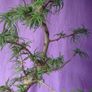 Rare to find Bonsai Image 3