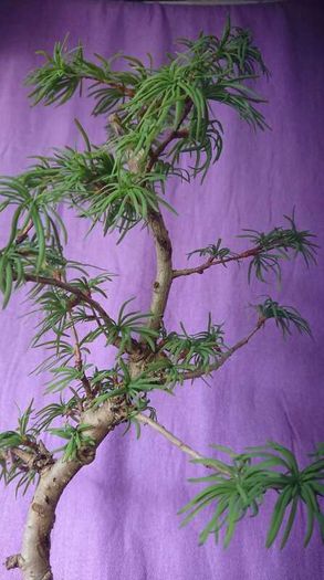 Rare to find Bonsai