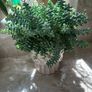 Sedum burrito succulent Image 3