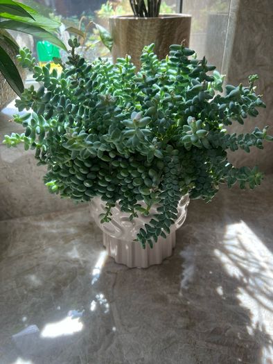 Sedum burrito succulent