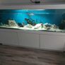 Large fish tank for sale Image 7