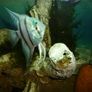 Java Moss Image 3