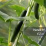(C) Cucumber seeds from only 1.00 per pack Image 7