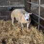 Super pedigree 5 star rams for sale Image 4