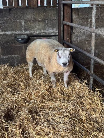 Super pedigree 5 star rams for sale