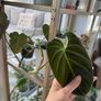Philodendron Splendid Image 2