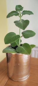 Cuban oregano, Indian borage, Indian mint, Mexican mint, Mexican oregano, and Spanish thyme (Plectranthus amboinicus). Medicinal herb.