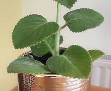 Cuban oregano, Indian borage, Indian mint, Mexican mint, Mexican oregano, and Spanish thyme (Plectranthus amboinicus). Medicinal herb.