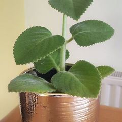 Cuban oregano, Indian borage, Indian mint, Mexican mint, Mexican oregano, and Spanish thyme (Plectranthus amboinicus). Medicinal herb.
