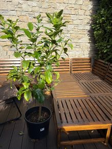 Established 150cm high fruit bearing lemon tree