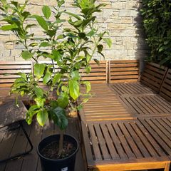 Established 150cm high fruit bearing lemon tree