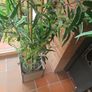 bamboo large plant... Image 3