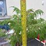 plant Image 2