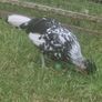Appenzellar roosters for sale Image 4