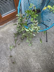 Plants - Clematis Montana