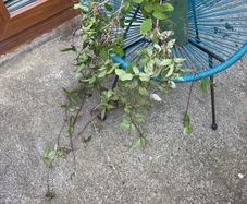 Plants - Clematis Montana