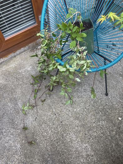 Plants - Clematis Montana