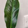No.3 Philodendron Subhastatum Variegated Image 4