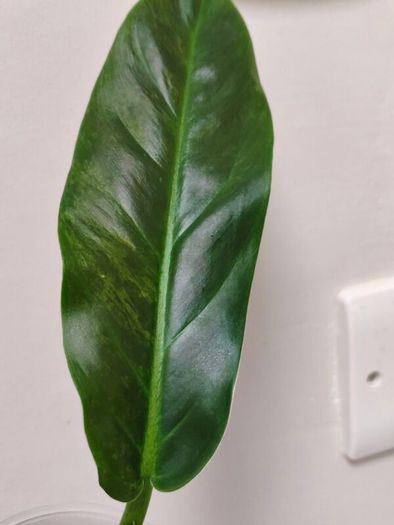 No.3 Philodendron Subhastatum Variegated