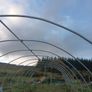 Polytunnel Image 2