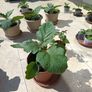 Aubergine plants Image 5