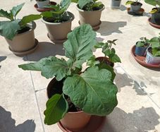 Aubergine plants