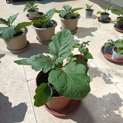 Aubergine plants