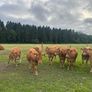 1 Pedigree Limousin Bull & heifers Image 9