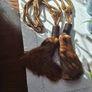 Curtain tie-backs Image 3