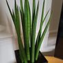 Sansevieria Cylindrica planter Image 4