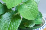 Cuban Oregano Plant with ceramic pot
