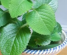 Cuban Oregano Plant with ceramic pot