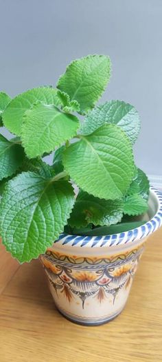 Cuban Oregano Plant with ceramic pot