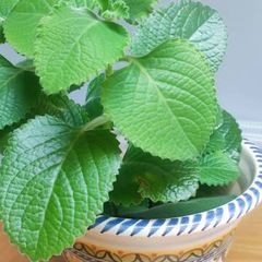Cuban Oregano Plant with ceramic pot