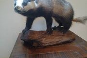 taxidermy