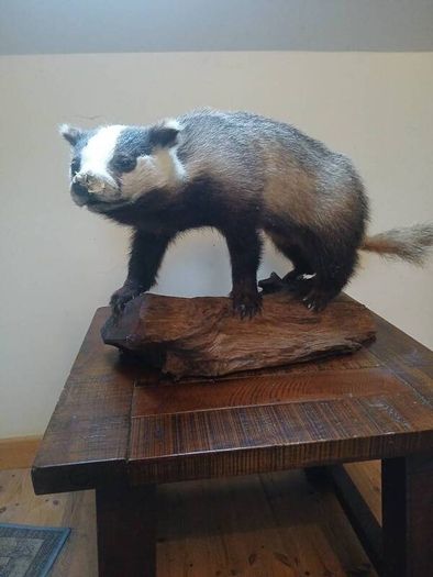 taxidermy