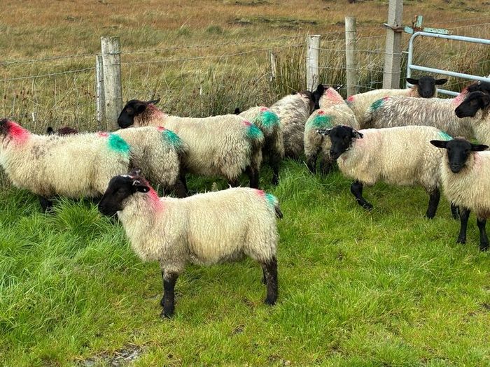 Organic ewelambs