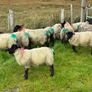 Organic ewelambs Image 3